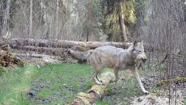  волк поймал поросёнка фото ловушка видео