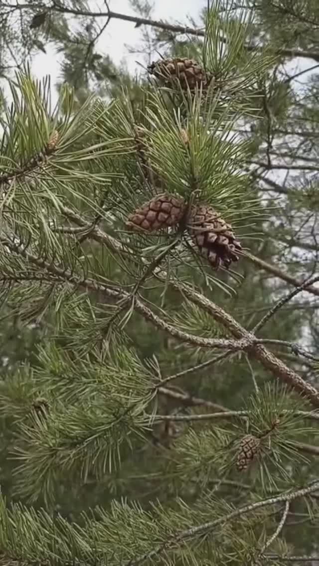Шепчет соснам ветер, что весна пришла.