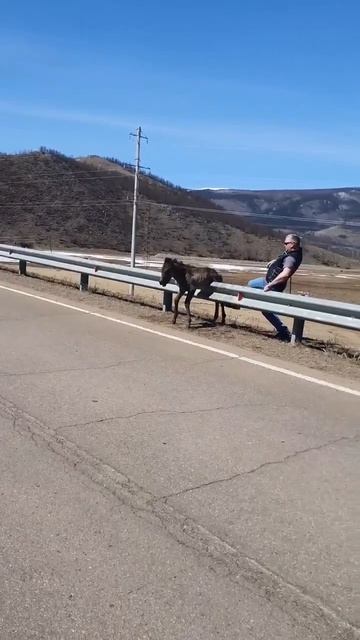 Мужчина помог жеребенку попавшему в беду