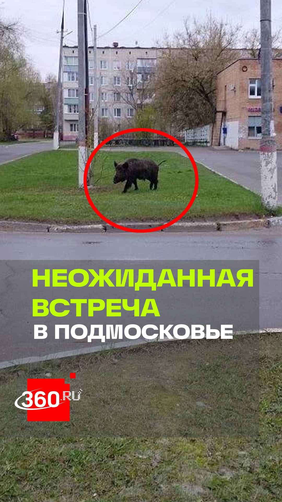 Дикий кабан напугал жителей Подмосковья: дети в шоке