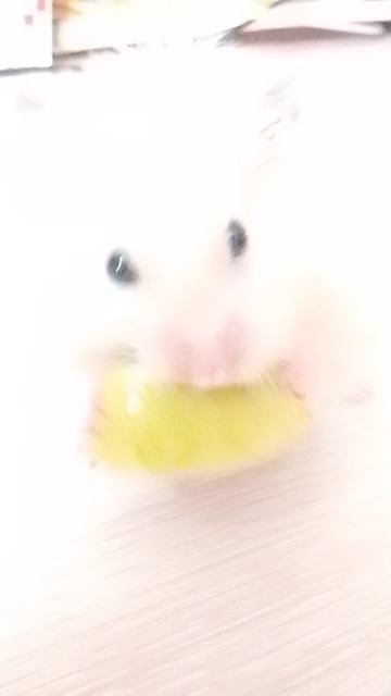 мой хомячок