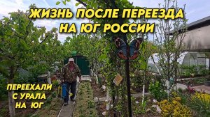 1137 Обработка сада от болезней/Изготовление шпалер для винограда/Жизнь семьи на юге