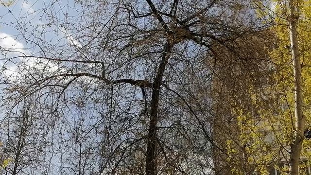 диковинная Птаха нашептала