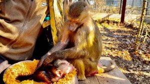 Пытаемся ПОДРУЖИТЬ Люську и Николь, но всё БЕЗ ТОЛКУ: у Люси ГОРМОНЫ БУШУЮТ и ей нужны только ЖЕНИХИ