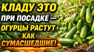Посадка Огурцов в Открытый Грунт. Инструкция по дням высадки