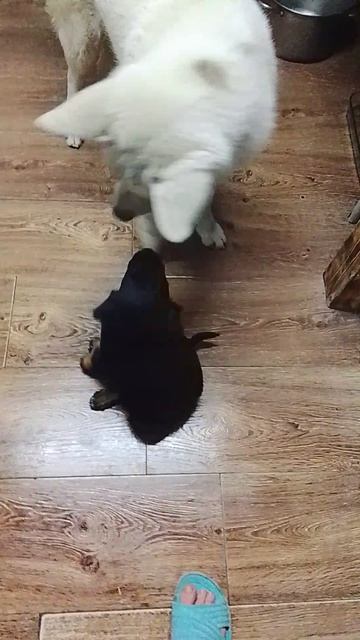 помощь Приюту по ном тел привязан к карте Сбер и Альфа-Банк79951818305 Светлана. В.