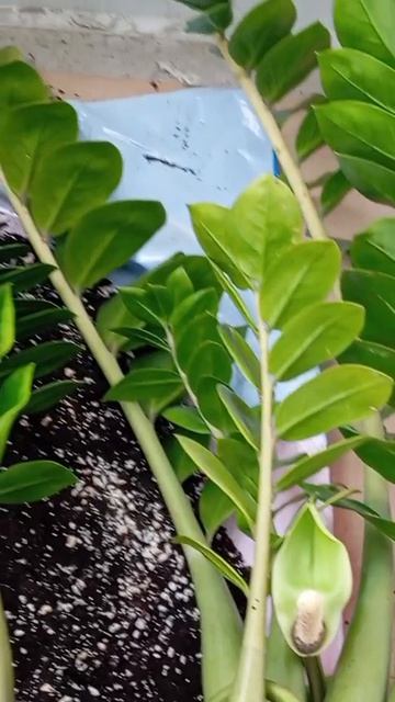 Рассадила замика #замиокулькас цветет