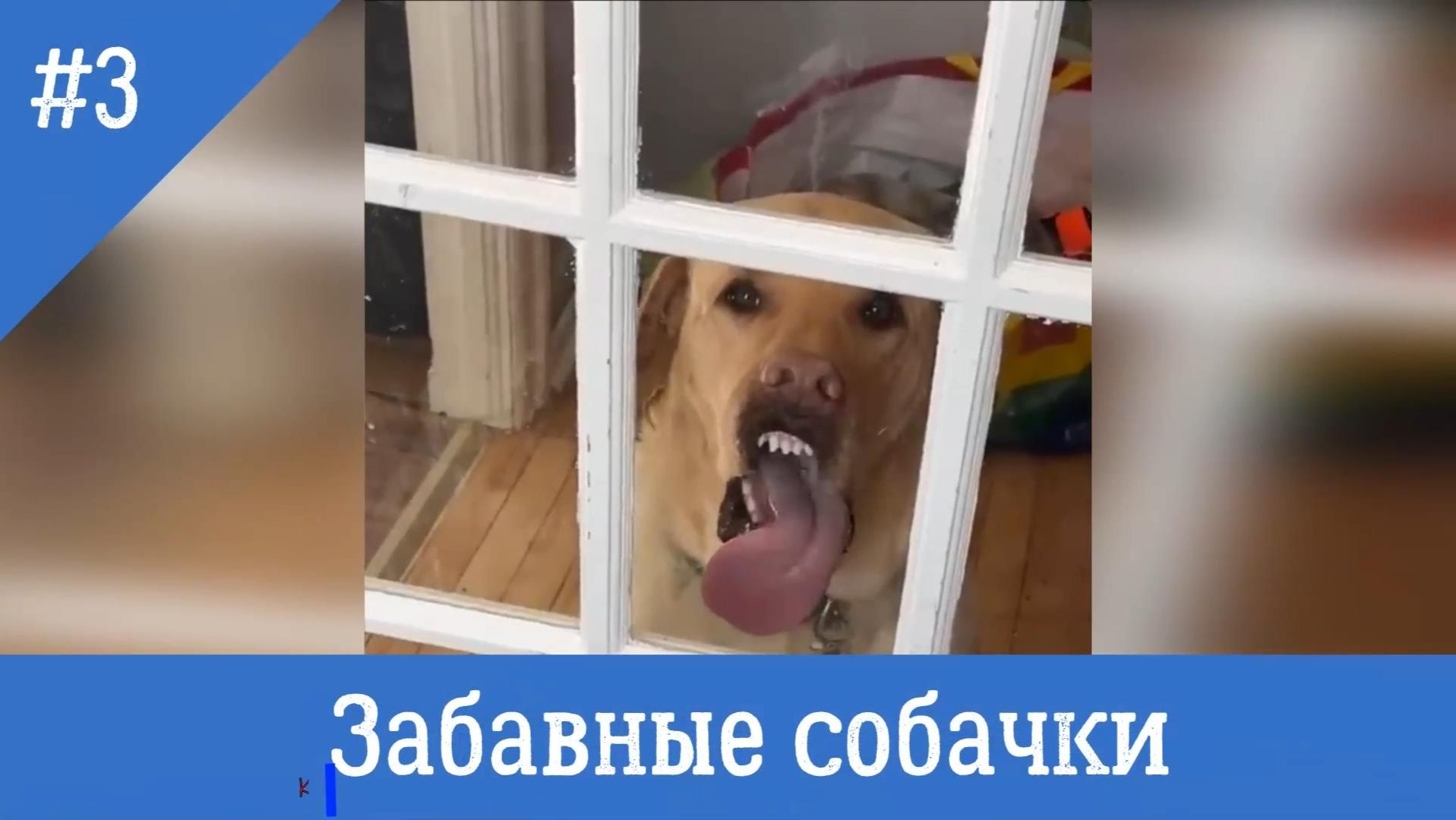 Забавные собачки #3. Сборник смешных видео с собаками.