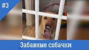 Забавные собачки #3. Сборник смешных видео с собаками.