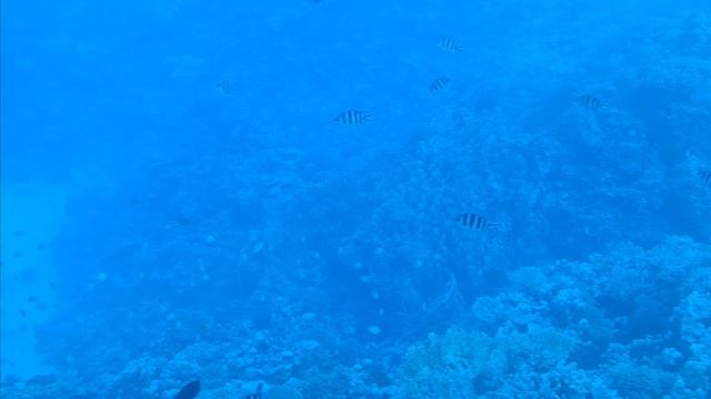 подводный мир, путешествие.