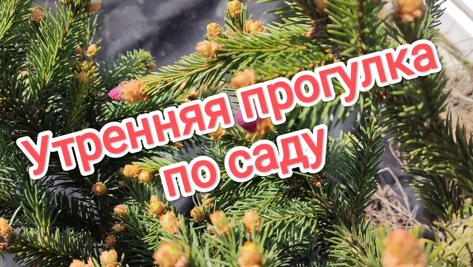 Утренняя прогулка по саду