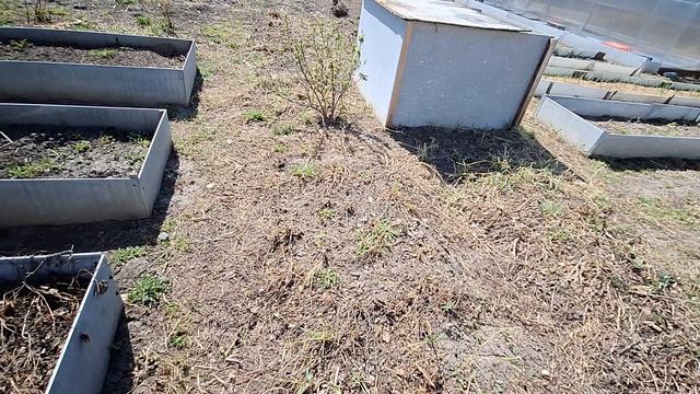 Моё хозяйство. Прошлась по огороду. Работы полно.