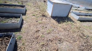 Моё хозяйство. Прошлась по огороду. Работы полно.