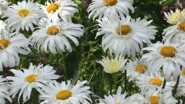 Нежная садовая ромашка в вашем саду.