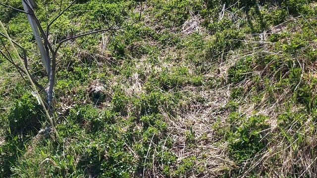 Черешня в Сибири, по итогу семи лет.