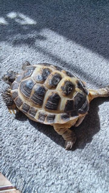 Мои девочки 🐈 🐢