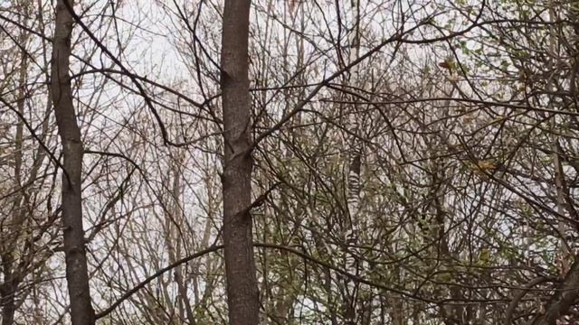 Как в парке Дубки стая ворон гоняла большую белую сову. Нижний Новгород. Апрель 2026