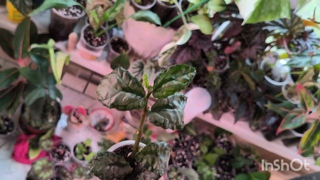 Излишки растений почтой. Часть 1.Излишки от 30 апреля 2026.