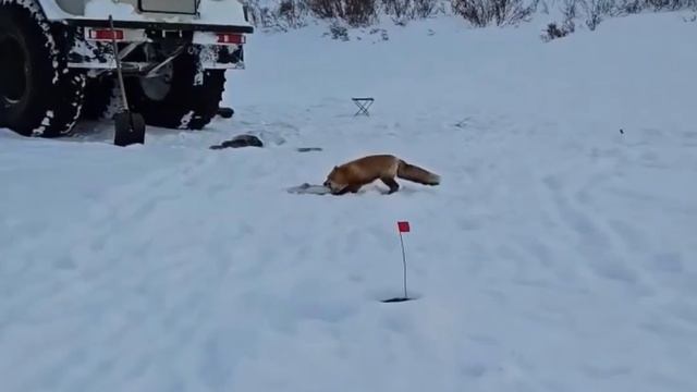 🫢 На Чукотке лисица обокрала рыбаков прямо у них под носом. 

Хищница нагло утащила рыбу, пока мужч