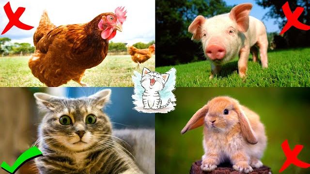 Учим домашних животных их голоса и звуки. Обучающее видео викторина для детей