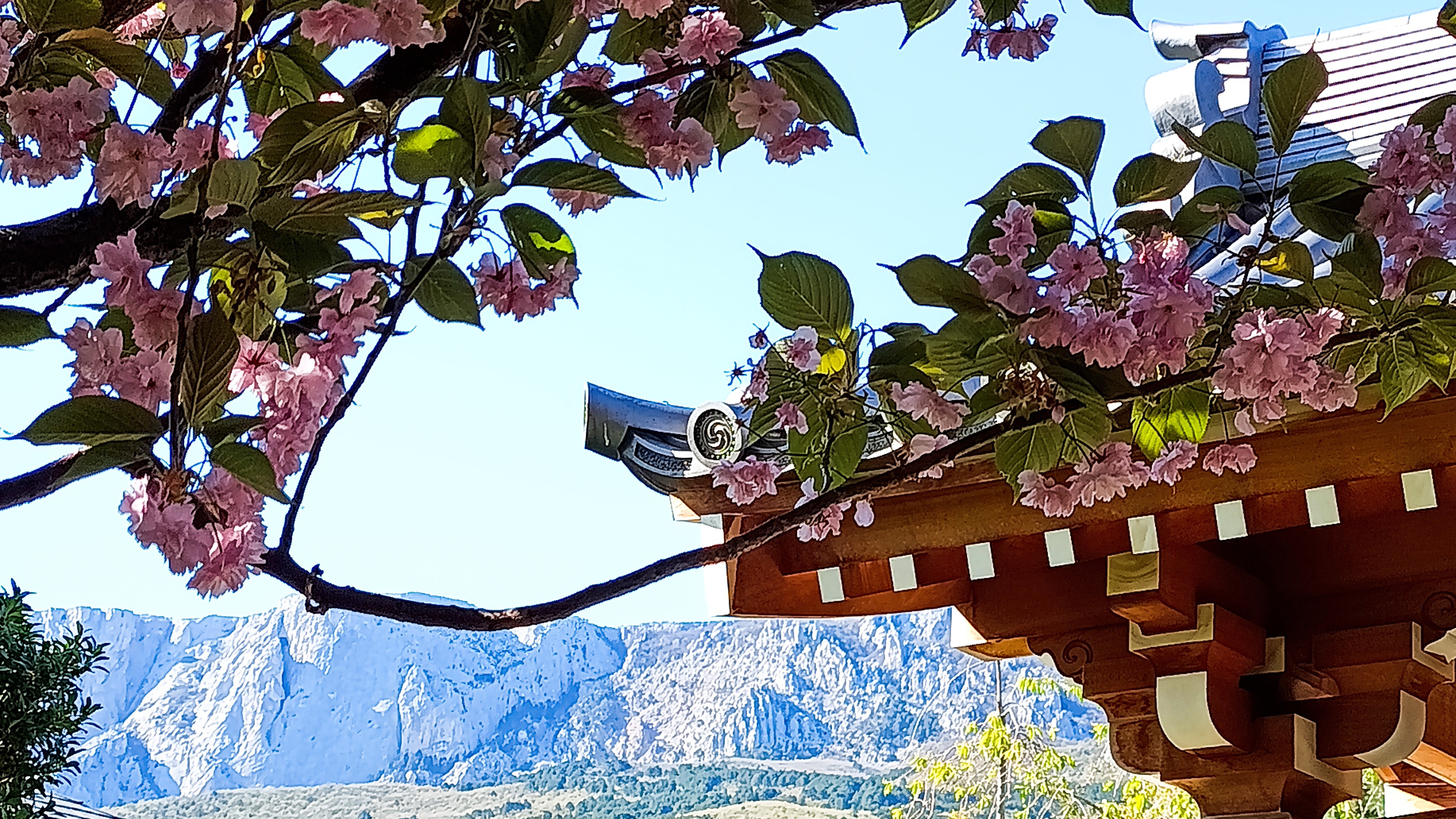 Цветение сакуры 🌸 в Японском саду в Мрии🌸💮🌸