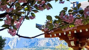 Цветение сакуры 🌸 в Японском саду в Мрии🌸💮🌸