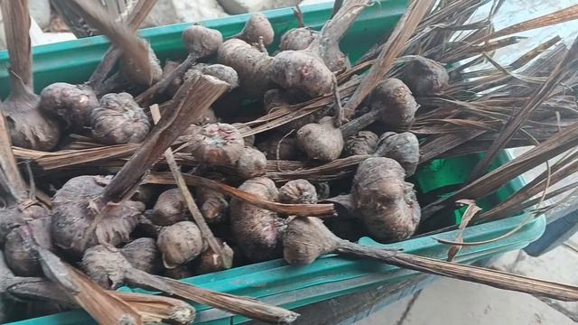 Я, на даче. почистила Гладиолусы