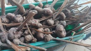 Я, на даче. почистила Гладиолусы