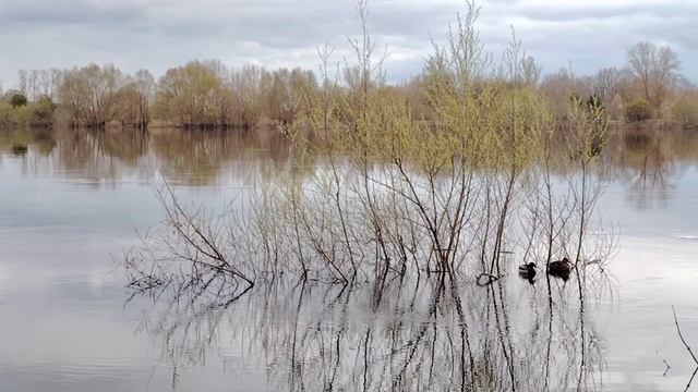 Тихий вечер на реке (продолжение)