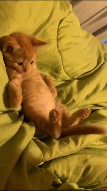 котик 
