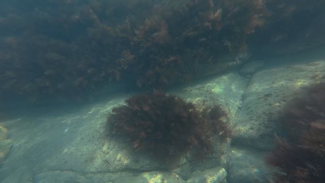 Анапа 30.04.2026 Подводный мир