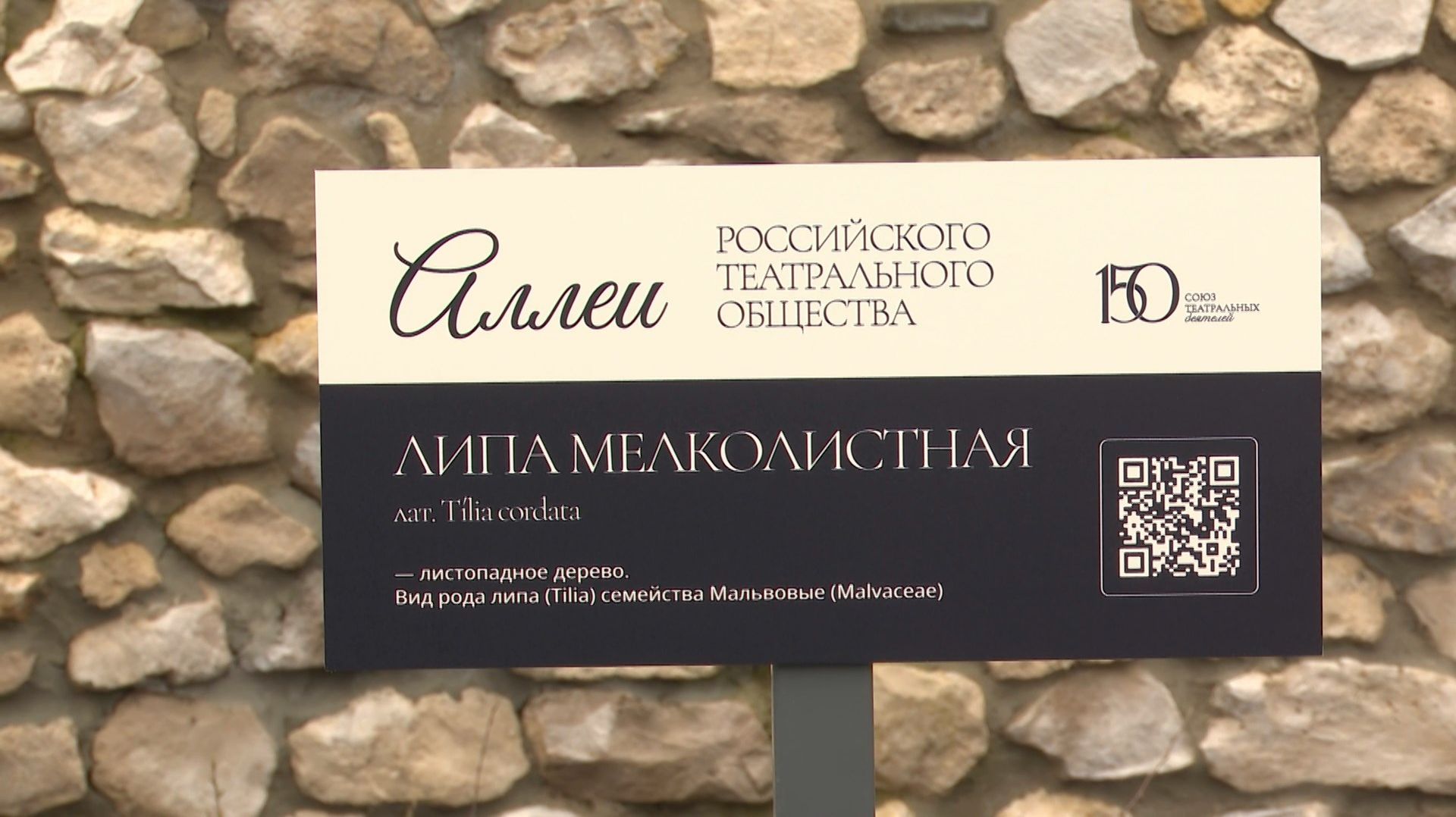 В Рязани высадили «театральную» аллею