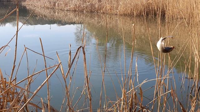 НАЛОВИЛ ВЕДРО КАРАСЯ. ПОПАЛ НА ЖЕСТКИЙ КЛЁВ КАРАСЯНДРИКА!!!