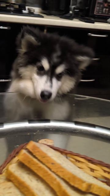 Пшеничная драма