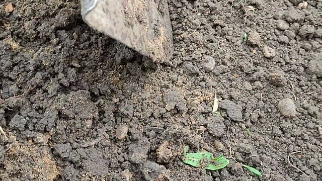 Весенние работы в палисаднике