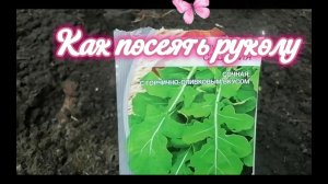 Как посеять руколу