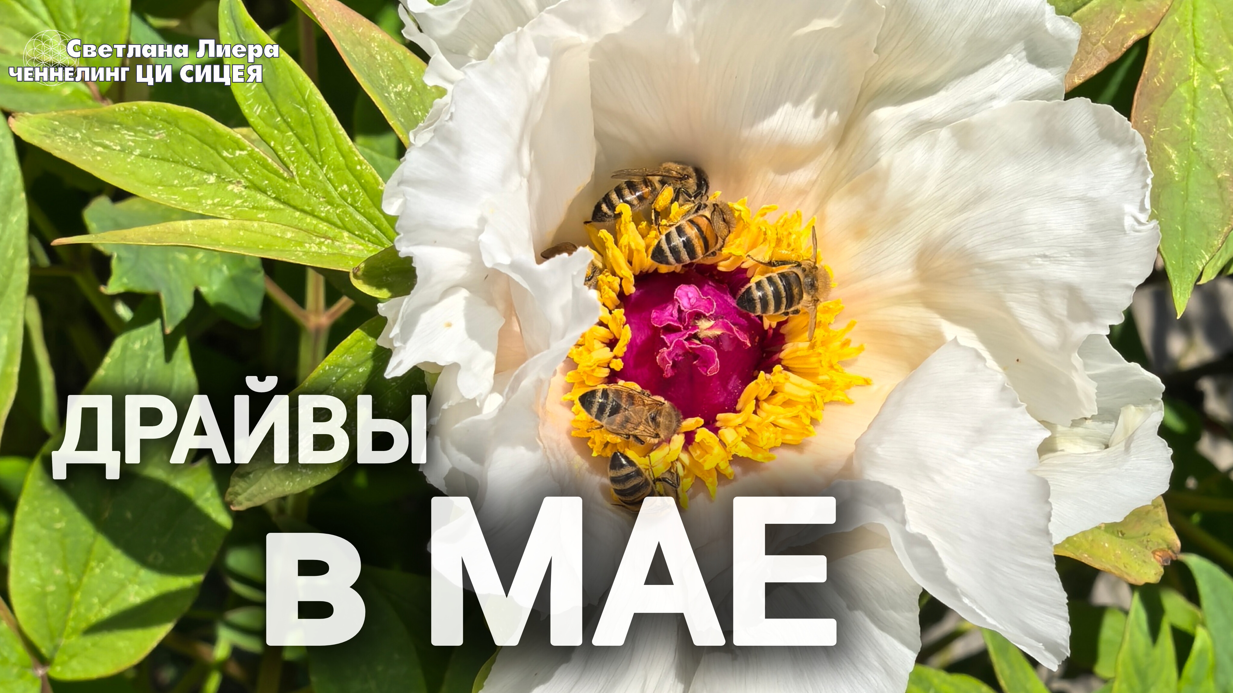 Про активности в Мае из группового чена