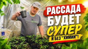 Рассада будет супер и без «химии» - нужно сделать так! (простой способ)
