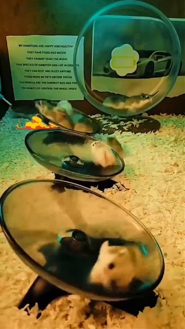 КРАСОТУЛИ💖💋