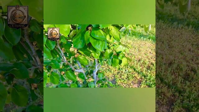 Обработка деревьев от вредителей.