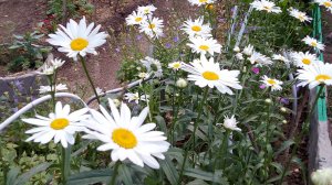 Простые ромашки.