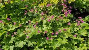 🌸  ГЕРАНЬ  садовая /крупнокорневищная 🌸🌸