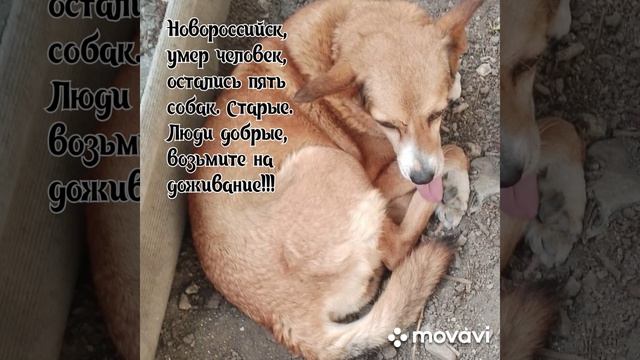прошу помощи - после смерти волонтера в Новороссийске осталось 5 старых собак .mp4