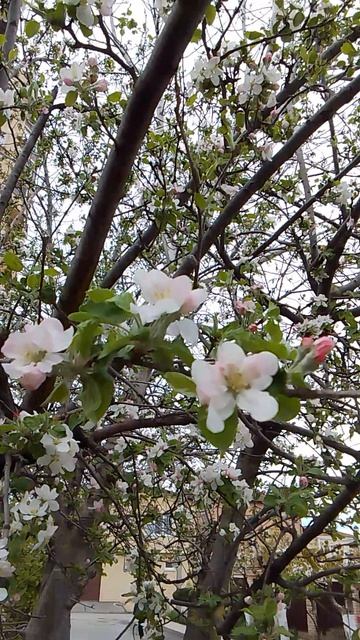 VID_20260422_065624.mp4