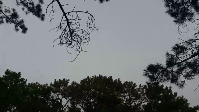 Пение птиц в пасмурный день