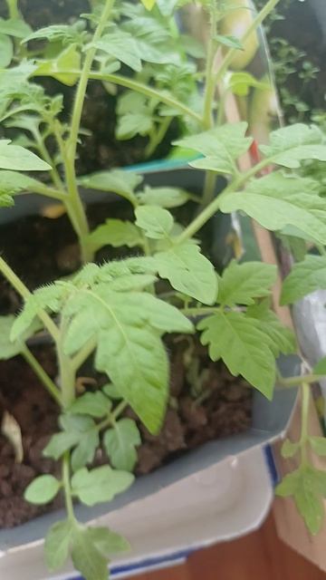 Моя рассада на 30 апреля))