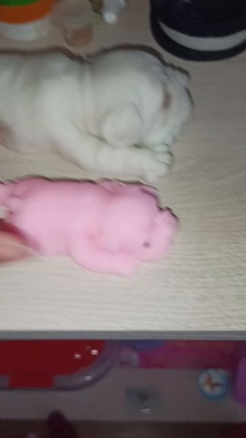 Пополнение новая сквиш собачка НАКОНЕЦ ТО