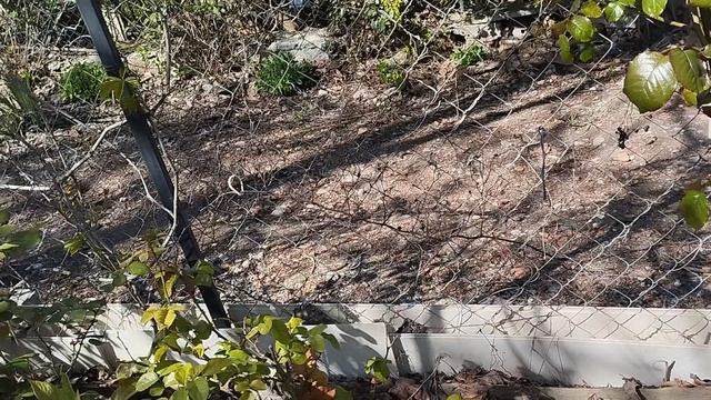 Навожу порядок на огородике 🪴 клумбочке и угощаю Жорика одуванчиками