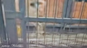 Шерхан ищет спонсора