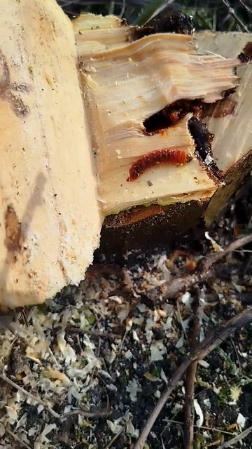 Древоточец ивовый (пахучий)